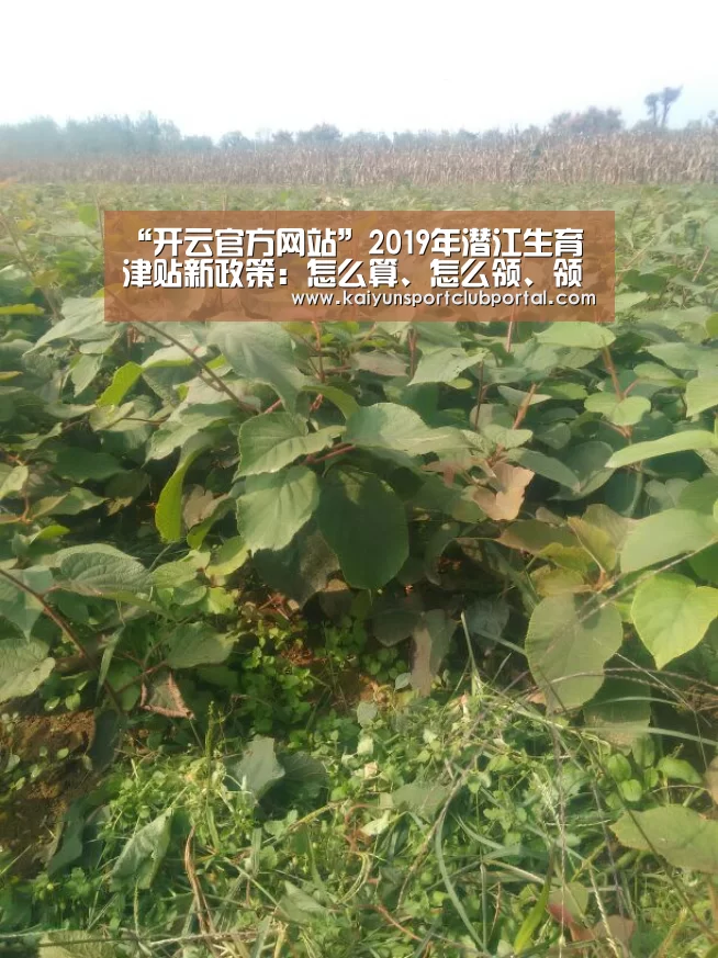 KAIYUN体育